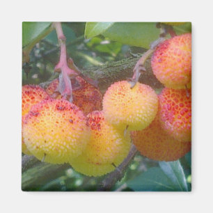 Íman Ímã da fruta de árvore da morango