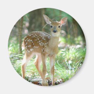 Íman Ímã da jovem corça dos cervos de Whitetail