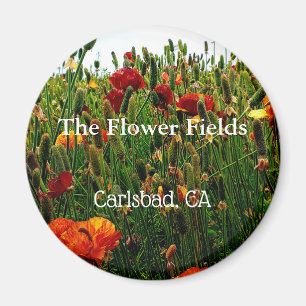 Íman Ímã da lembrança, o campo de flor, Carlsbad, CA