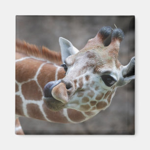 Íman Ímã da língua do girafa