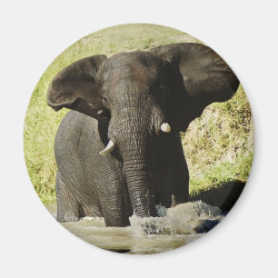 Íman Ímã da natação do elefante (elefante africano)