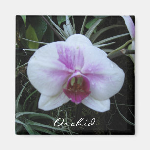 Íman Ímã da orquídea