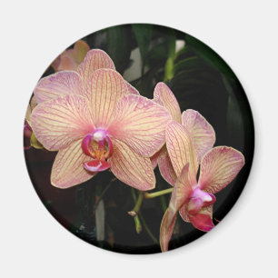 Íman Ímã da orquídea
