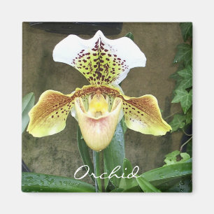 Íman Ímã da orquídea