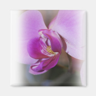 Íman Ímã da orquídea