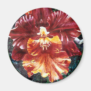 Íman Ímã da orquídea