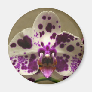 Íman Ímã da orquídea