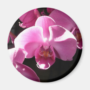 Íman ímã da orquídea