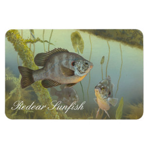 Íman Ímã da pintura do Sunfish de Redear