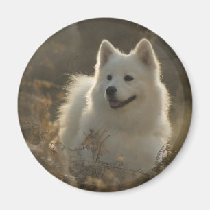 Íman Ímã da raça do cão do Samoyed