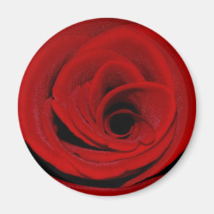 Íman Ímã da rosa vermelha