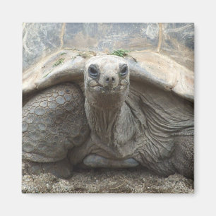 Íman Ímã da tartaruga de Galápagos