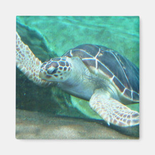 Íman Ímã da tartaruga de mar verde