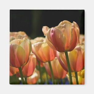 Íman Ímã da tulipa do abricó