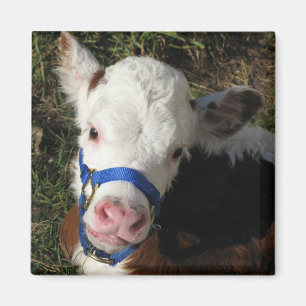 Íman Ímã da vaca