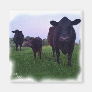 ÍMAN ÍMÃ DA VACA!