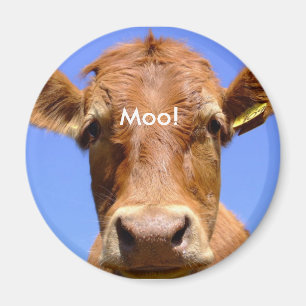 Íman Ímã da vaca