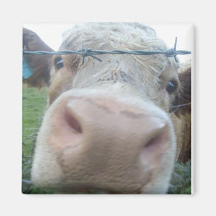 Íman ímã da vaca