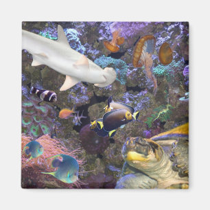 Íman Ímã da vida marinha