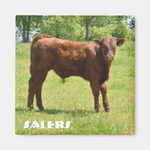 Íman Ímã da vitela de Salers