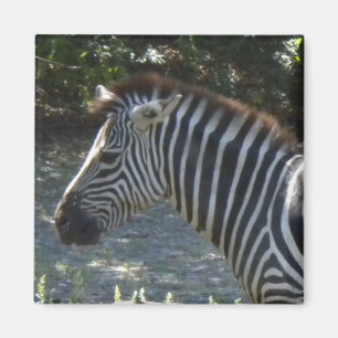 Íman Ímã da zebra