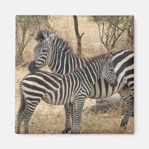 Íman Ímã da zebra da mãe e do bebê