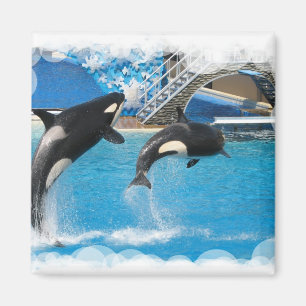 Íman Ímã das baleias da orca