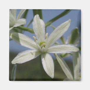 Íman Ímã das flores brancas