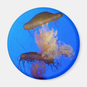 Íman Ímã das medusa