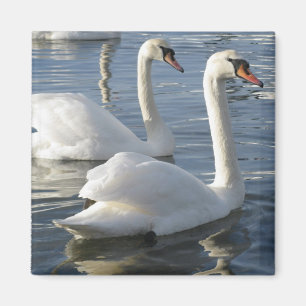 Íman Ímã das reflexões da cisne
