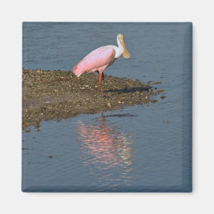 Íman Ímã das reflexões do Spoonbill