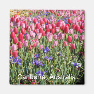 Íman Ímã das tulipas de Canberra