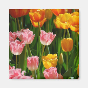 Íman Ímã das tulipas do primavera