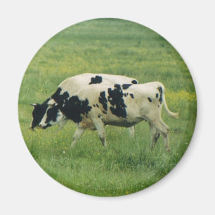 Íman Ímã das vacas