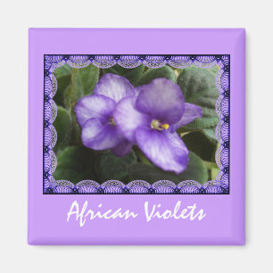 Íman Ímã das violetas africanas