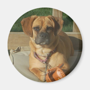 Íman Ímã de 003 Puggle