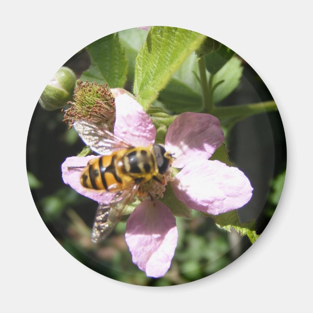 Íman imã de abelhas (Frente)