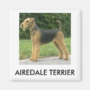 Íman Ímã de Airedale Terrier