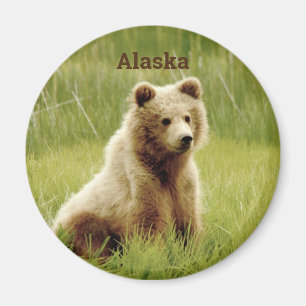 Íman Ímã de Alaska com o filhote de urso do urso
