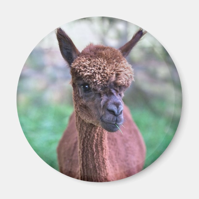 Íman Ímã de Alpaca Marrom (Frente)