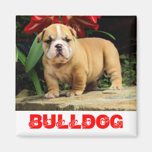 Íman Ímã de Amor de Cachorrinho Bulldog Inglês