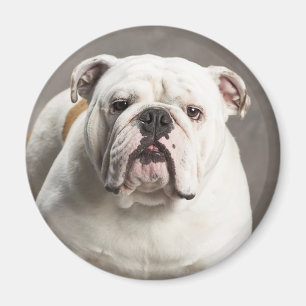 Íman Ímã de Amor de Cachorrinho Bulldog Inglês