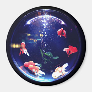 Íman Ímã de aquário Goldfish