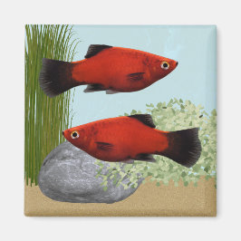 Íman Ímã de Aquário Tropical de Peixes Platies Vermelho