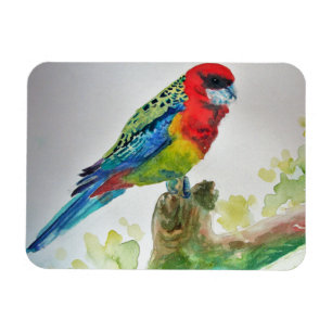 Íman Ímã de Arte em Aquarela de Papagaios Rosella Fofos