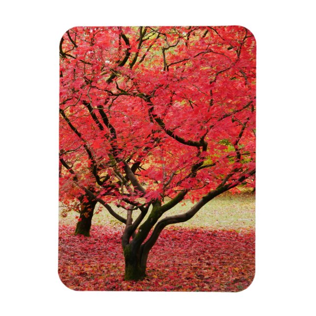 Íman Ímã de Árvores de Maple (Vertical)