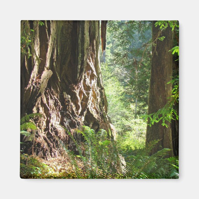 Íman Ímã de Árvores de Sequoia Floresta Big Redwoods (Frente)
