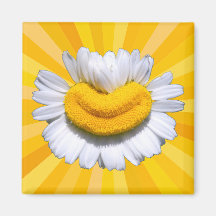 Ímã de Aura de Sorriso Sol da Camomila Dourada Fel