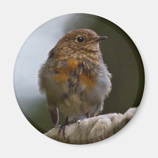 Íman Ímã de Bebê Robin (Frente)