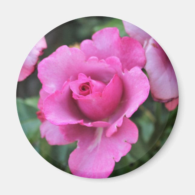 Íman Ímã de Beijo de uma Rosa (Frente)